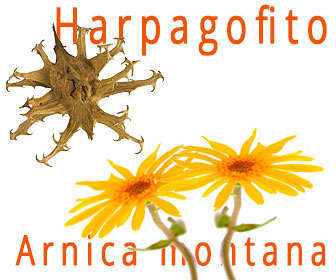 gel arnica y harpagofito