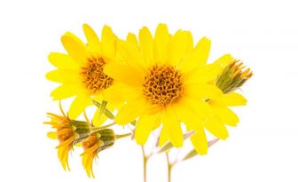 arnica montana para que sirve