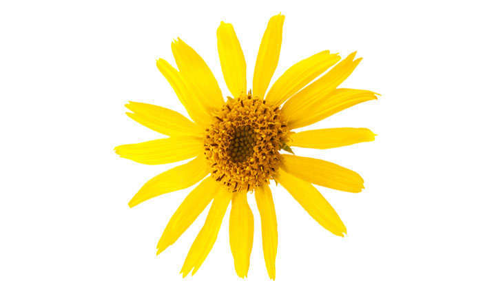 Nombre Cientifico De Arnica Y Uso Medicinal